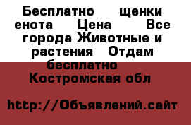 Бесплатно !!! щенки енота!! › Цена ­ 1 - Все города Животные и растения » Отдам бесплатно   . Костромская обл.